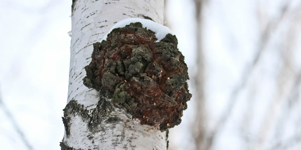 What Emerald Ash Borer Damage Looks Like In Ohio Yards